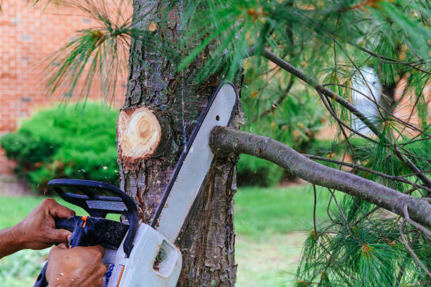 Best Emergency Tree Removal  in Benton Harbor, MI